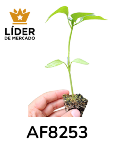 porta-enxerto para pimentão AF8253