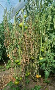 Ralstonia solanacearum en tomate