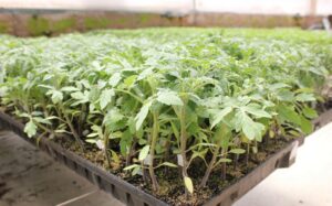 Portainjertos en la horticultura: más vigor y productividad