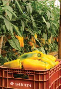 más productividad con portainjerto en cultivo de pimentón
