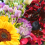El segmento de flores con variedades versátiles se destaca durante la feria Hortitec 2026