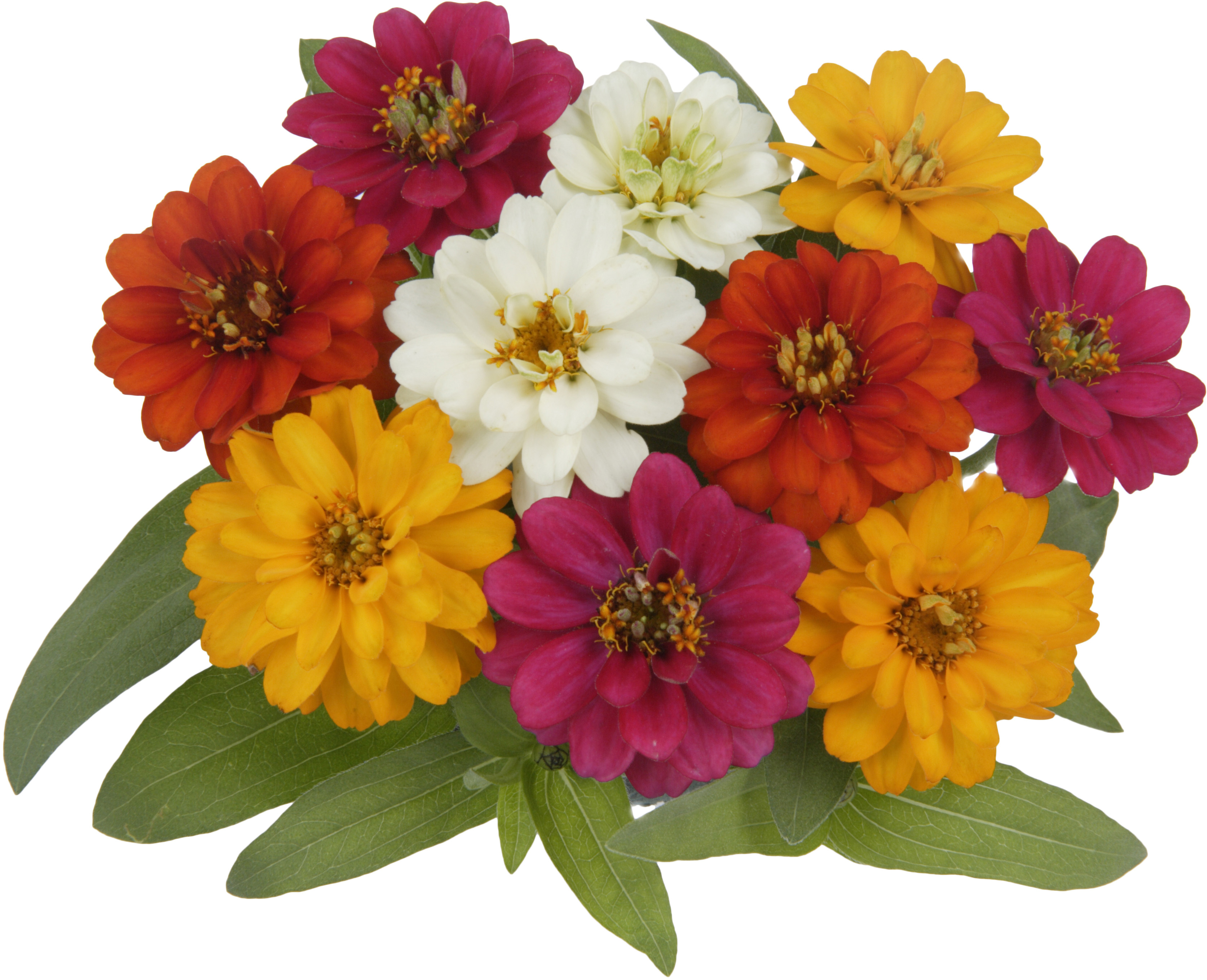 Conheça a Zinnia, uma ótima opção de flor para paisagismo - Sakata
