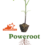 Conheça o Poweroot: novo porta-enxerto para tomate da Sakata