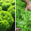 Como escolher uma cultivar de alface para processamento?
